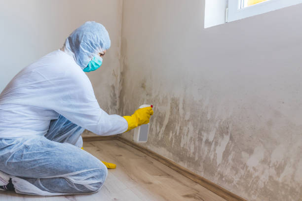 Licensed Attic Mold Removal service in Baldwin, MI - WQB Mold Removal
