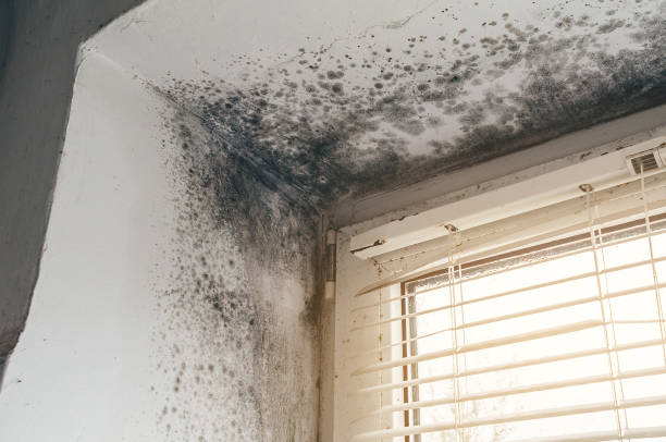 Affordable Attic Mold Removal solutions in Baldwin, MI
