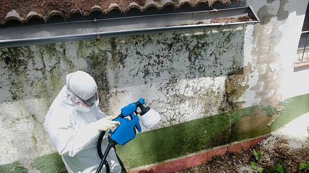 Top rated local Attic Mold Removal specialists in Baldwin, MI